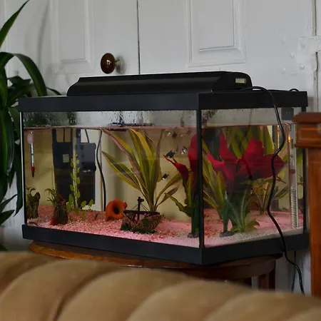 Solar Romantico Anno 1850 Al * Торриш-Новаш